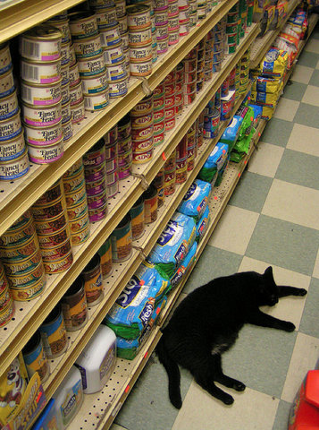 Коты тоже ходят по магазинам