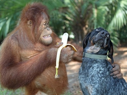 Крепкая дружба между собакой и орангутангом