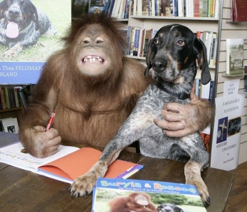 Крепкая дружба между собакой и орангутангом