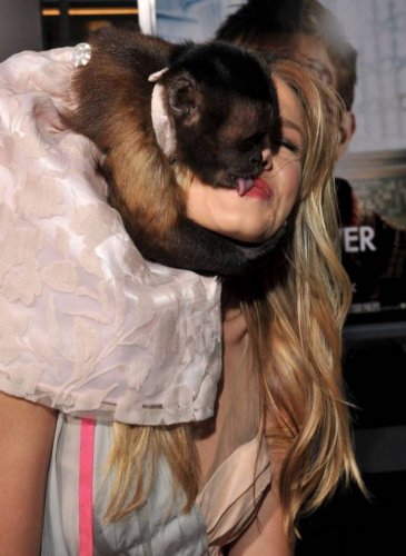Взрослый поцелуй обезьянки с актрисой Kristen Bell