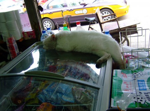 Коты тоже ходят по магазинам