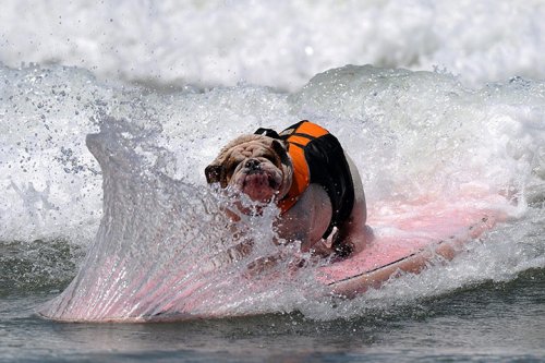 Соревнования по серфингу среди собак