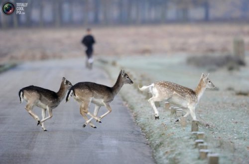 Животные переходят дорогу