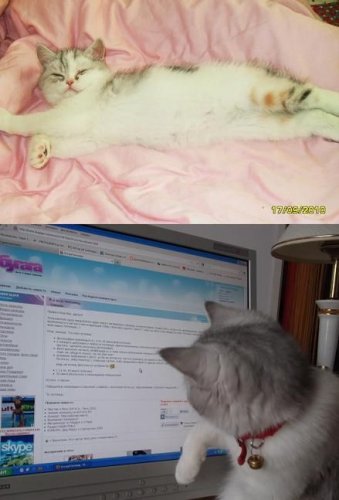 Я и мой питомец: голосование