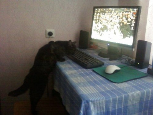 Я и мой питомец: голосование