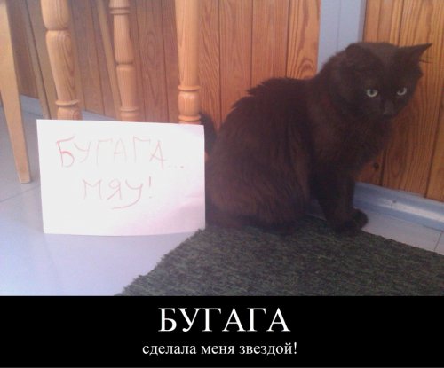 Я и мой питомец: голосование