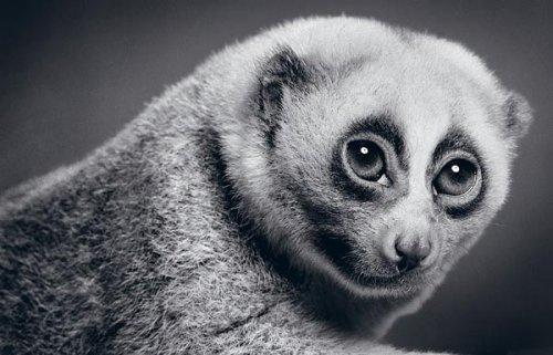 Красивые черно-белые фотографии животных