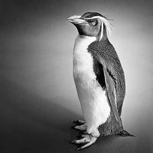 Красивые черно-белые фотографии животных