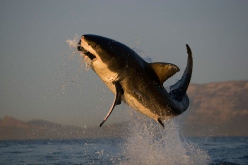 Акулы от фотографа Chris Fallows
