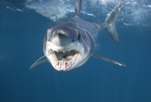 Акулы от фотографа Chris Fallows