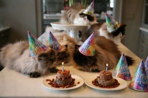 Кошачьи дни рождения