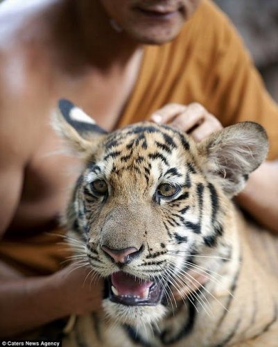Необычная дружба монахов и тигров