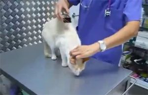 Как деактивировать кошку