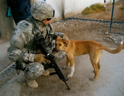 Солдаты и собаки