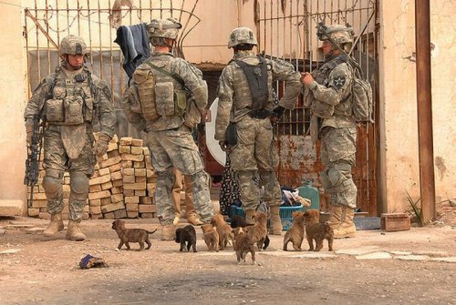 Солдаты и собаки