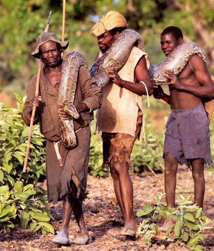Как африканцы ловят питонов