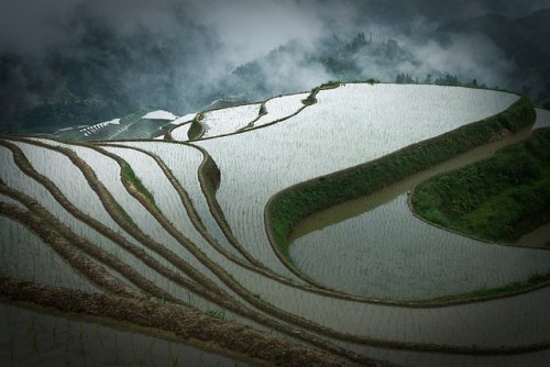 Удивительные рисовые террасы