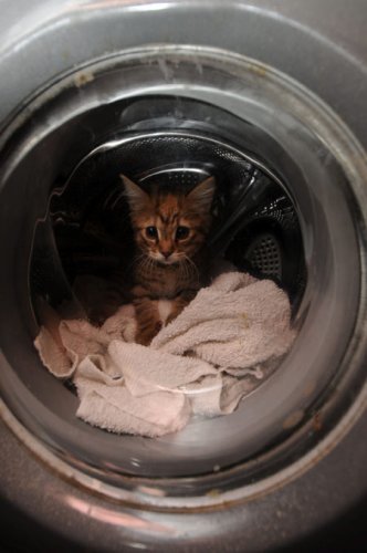 Котенок в стиральной машинке