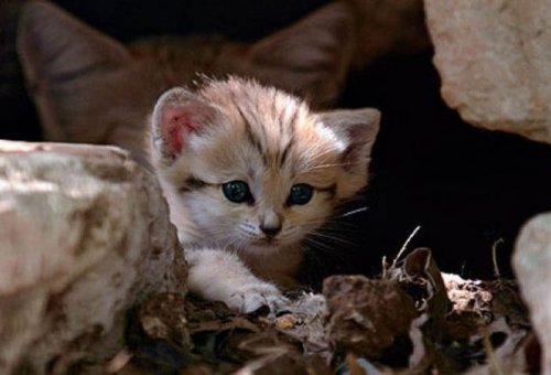 Рождение котенка песчаной кошки