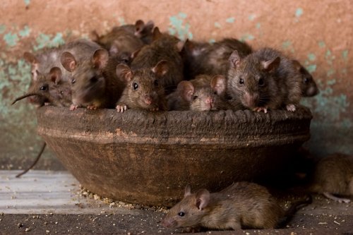Священные крысы