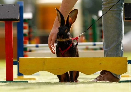 Соревнования Кроликов в Германии