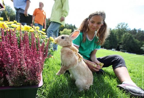 Соревнования Кроликов в Германии