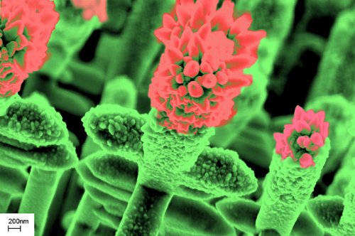 Растения из нанопроволоки