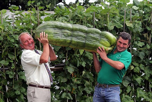 Выставка гигантских овощей