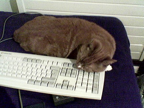 Коты и клавиатура