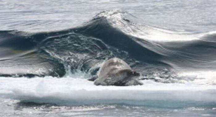 охота китов на морских котиков