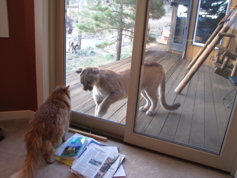 Не заметил стекло. Кот и стеклянная дверь. Котенок за стеклом. Коты за стеклянной дверью. Пума кот.