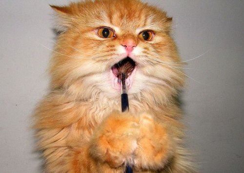 Кошки чистят зубы