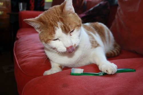 Кошки чистят зубы