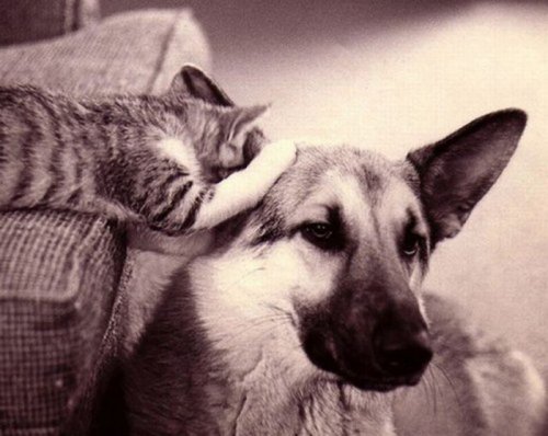 Дружба между собакой и кошкой