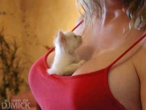 Кошки знают толк в сиськах