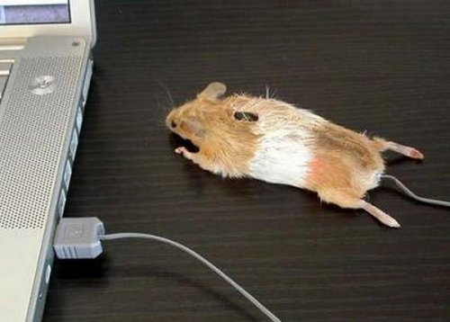 Креативные мышки