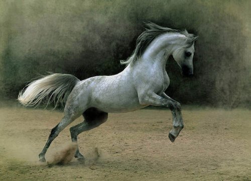 Фотографии лошадей Войтека Квятковски