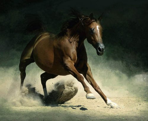 Фотографии лошадей Войтека Квятковски