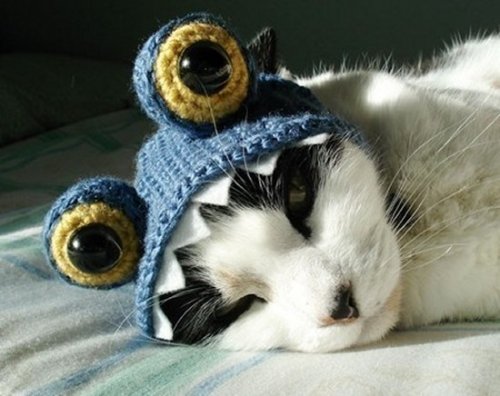 Кошки в шляпах