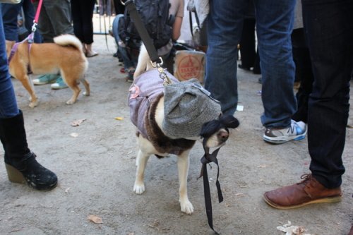 Лучшие костюмы на параде собак в Нью-Йорке