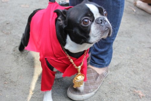 Лучшие костюмы на параде собак в Нью-Йорке