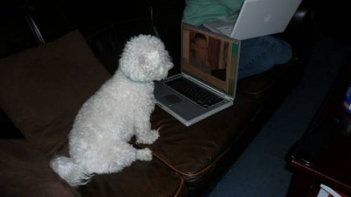 Собаки и компьютеры