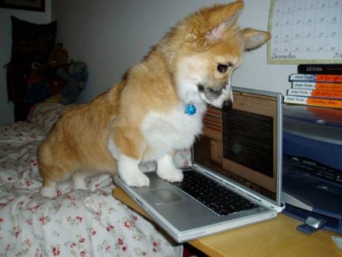 Собаки и компьютеры