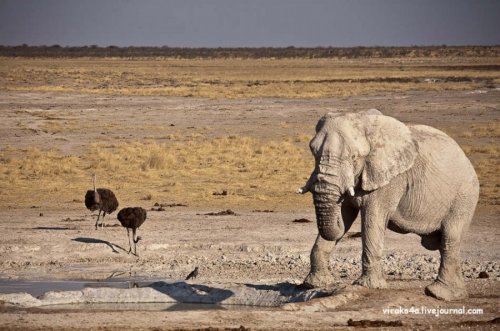 Национальный парк Намибии - Этоша