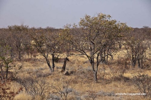 Национальный парк Намибии - Этоша