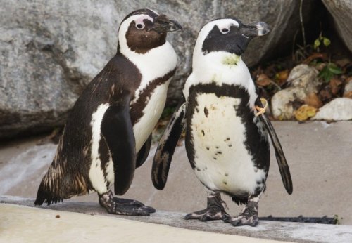 Зоопарк в Торонто разлучит пингвинов-геев