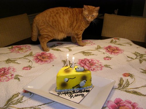 Лучший подарок к дню рождения кошек