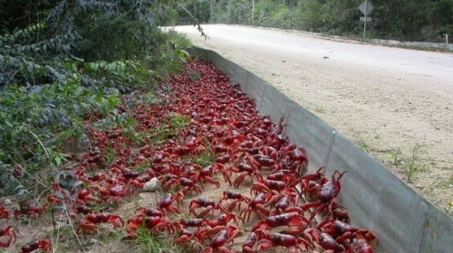 Миграция красных крабов