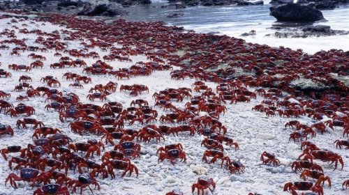 Миграция красных крабов