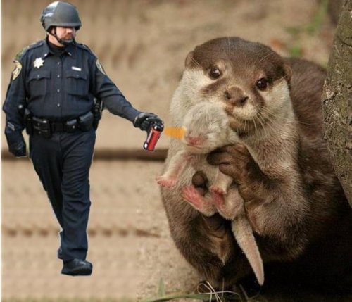 Полицейский - новый интернет-мем